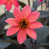 Dahlia Happy Days Collection