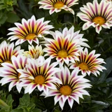 Gazania New Day Tiger Rose Stripe (Maxi Plugs)