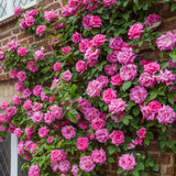 6 Climbing Rose Collection