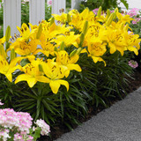 Short Stemmed Lily Collection