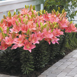 Short Stemmed Lily Collection