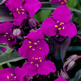 Tradescantia Red Grape