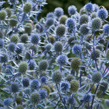 Eryngium Collection