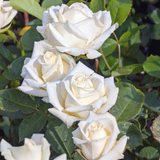 Rose Ivory Perfume