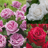 Rose Perfume Collection