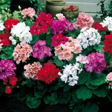Geranium Century F1 Red
