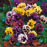 Pansy F1 Collection