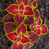 Coleus Wizard Scarlet