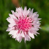 Cornflower Centaurea Cyanus Pink