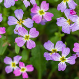 Stock Virginia Malcomia Maritima