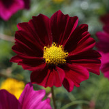Cosmos Gazebo Red