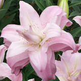 Double Oriental Lily Collection (B)