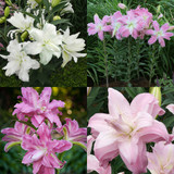 Double Oriental Lily Collection (B)
