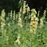 Digitalis/Foxglove Primrose Yellow