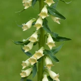 Digitalis/Foxglove Primrose Yellow