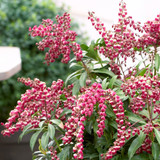 Pieries japonica Passion