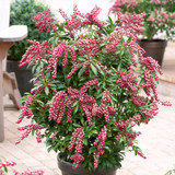 Pieries japonica Passion
