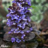 Ajuga reptans 'Black Scallop'