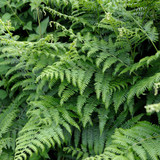 Pteridium aquilinum (Common Bracken)