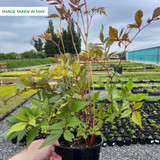 Astilbe Avalanche (Potted)
