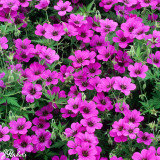 Geranium 'Patricia'