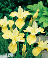 Iris sibirica 'Butter and Sugar'