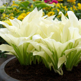 FREE GIFT - 3 Hosta White Feather