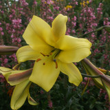 Lilium Golden Splendour