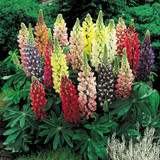 10 Lupin Collection