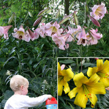 Trumpet Lily Collection (16/18cm Bulbs)