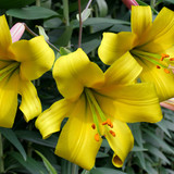 Trumpet Lily Collection (16/18cm Bulbs)