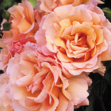 Climbing Rose Collection