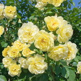 Climbing Rose Collection