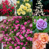 Climbing Rose Collection