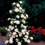 Climbing Rose Collection