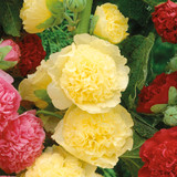 Alcea Double Collection (7cm Module)