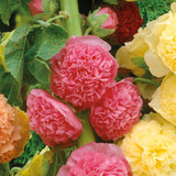 Alcea Double Collection (7cm Module)