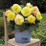Begonia Mighty Mini Collection