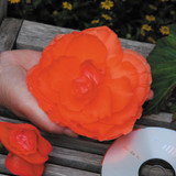 Begonia Mighty Mini Collection