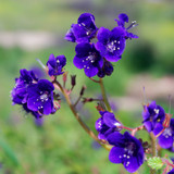 Cottage Garden Seed Collection