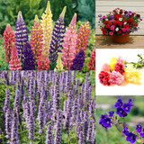 Cottage Garden Seed Collection