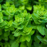 Italian Herb Collection