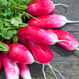 Salad Favourites Seed Collection