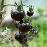 Tomato Seed Collection