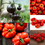 Tomato Seed Collection