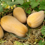 Squash Seed collection