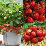 Potted Strawberry Collection (9)