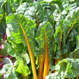 Swiss Chard Canary Yellow