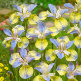 Iris Sibirica Tipped in Blue