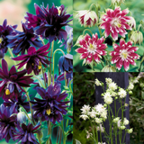Aquilegia Barlow Collection B